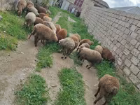 Qoyun, Qoyunlar — foto 5