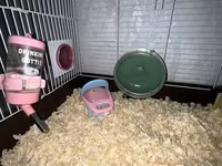 Cüce hamster və tam dəst aksesuarlar Qefes ile biryerde satılır 2-3 — الصورة 4