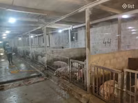 Խոզի միս, Խոզի միս անմիջապես ֆերմայից — фото 4