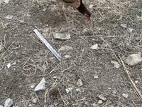 Chickens — Foto 8