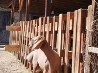 Ram, Rhon sheep — photo 4