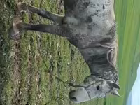 घोड़ा, Karabakh horse — फ़ोटो 1