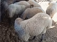 母羊, Sheep — 照片 6