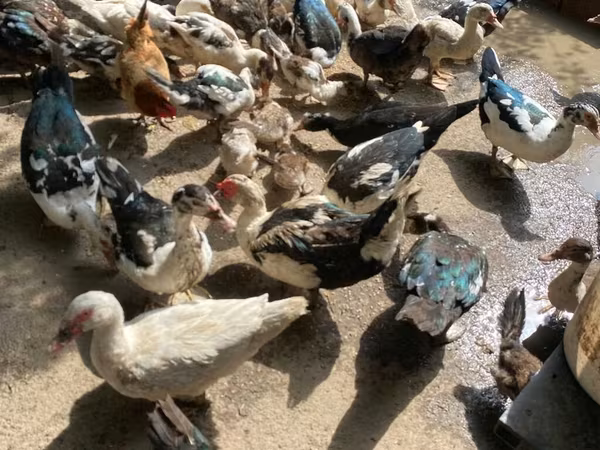 Ducks — Azərbaycan