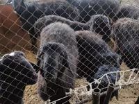 Billy Goat, Goats — photo 1