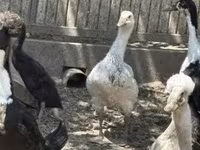 Ducks — Foto 2