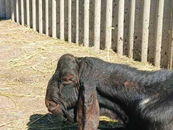 تيس, Kamori goats