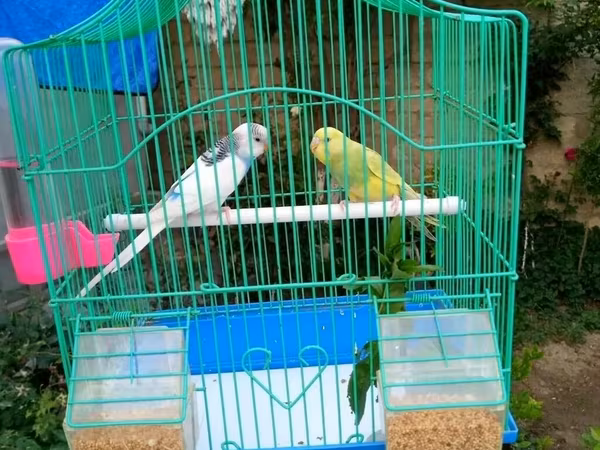 Tutuqusu mehebbet qusu hazir cut erkey disi qefesle 40 aznParaket