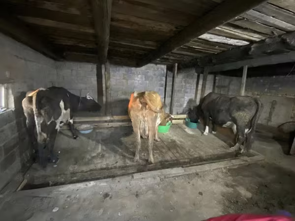 Krava, Holštýnské plemeno