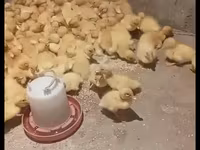 German Pekin — photo 1
