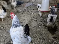 Chickens — photo 1