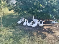Ducks — photo 1