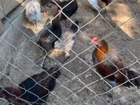 Marans — 3-rasm