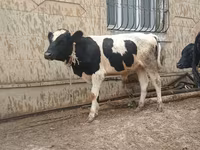 Buğa, Russian Black pied cattle — foto 2