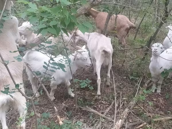 Dişi keçi, Nubian Goat