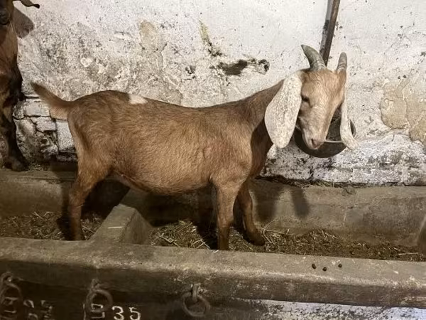 公山羊, Nubian Goat