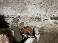 Säue, Schweine — Foto 1