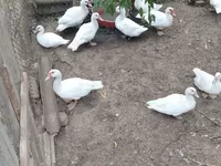 Ducks — photo 1