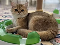 Brittish golden shinshilla ny11 dishi 10 ayliq — Foto 1