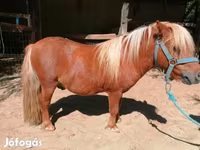 Кінь, Shetland Pony — фото 4