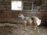 Qoç, Qoyunlar — foto 2