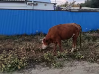 Cow, Kazakh White-headed cow — photo 2