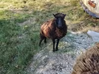 Owca, Ouessant sheep — zdjęcie 6