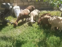 Qoyun, Karakul sheep — foto 3