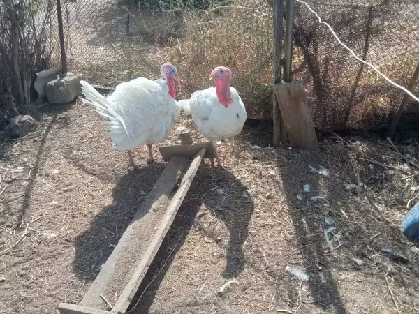 बिग 6