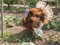 Burbon Qırmızı — foto 2