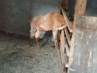 عنزة, Nubian Goat — الصورة 2
