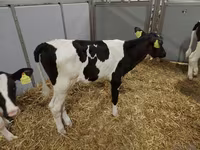 Cow, Holstein breed — photo 5