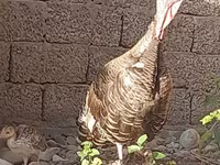 Slovenian Silver Hen — foto 2