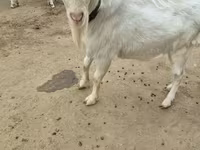 Cabro, Saanen goat — foto 3