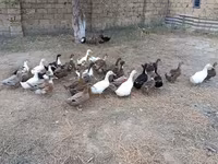 بكين ألماني — الصورة 5