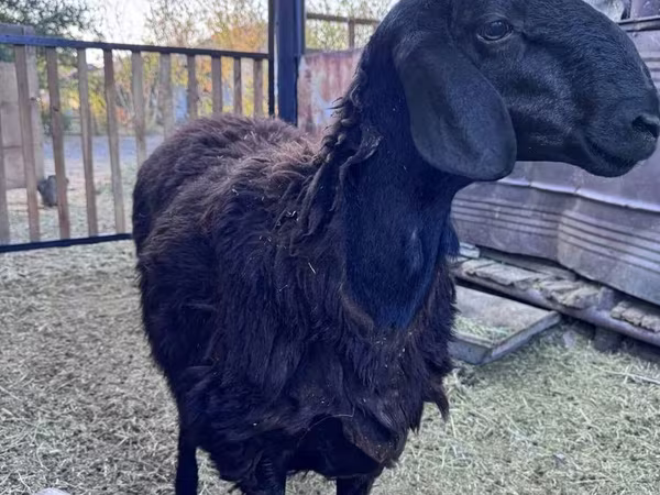Кочкор, Гиссар койу