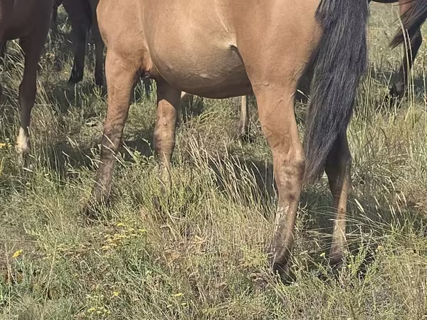 Madyan, Mugalzhar horse