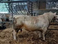 Buğa, Charolais cattle — foto 2