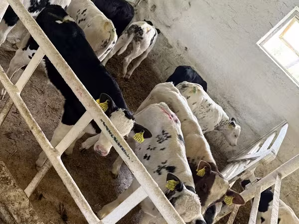 أبقار (دفعة، الجنس غير محدد), الماشية