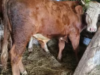 Býk, Simmental cattle — foto 1