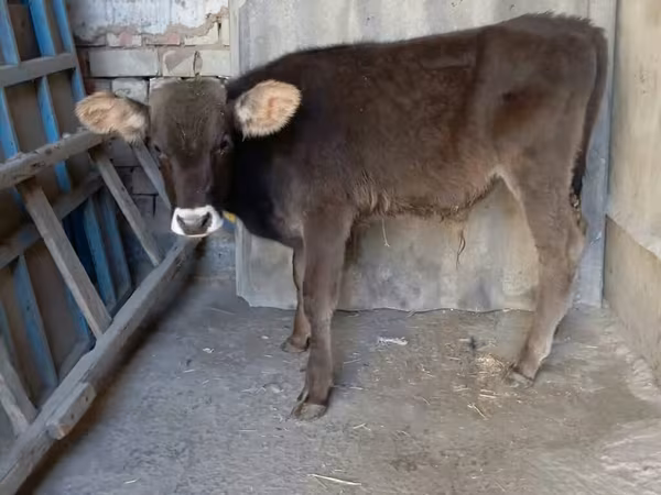 Buğa, Swiss cattle