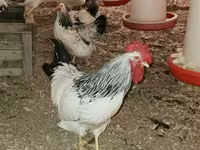 Chickens — फ़ोटो 3