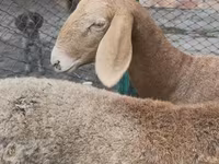 Ovce, Arashan sheep — foto 5