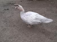 Ducks — photo 4