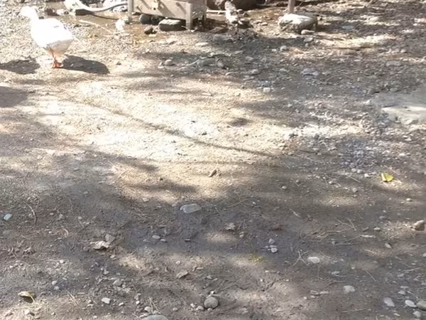 Ducks