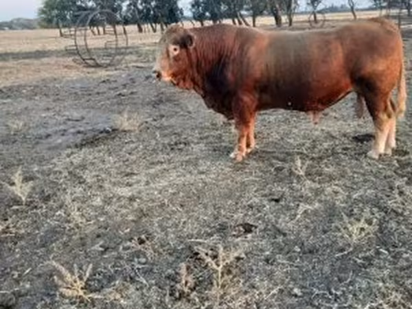 Touro, Vaca Limousine