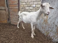 Dişi keçi, Saanen goat — foto 3