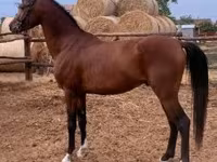 Caballo, Shagya — foto 1