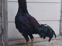 Chickens — foto 3
