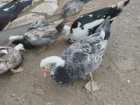 Ducks — Foto 2